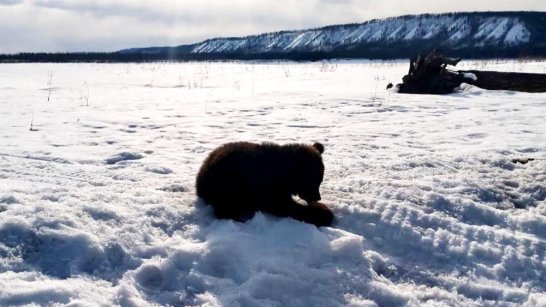 В Томпонском районе Якутии обнаружили одинокого медвежонка на обочине дороги