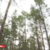 Вблизи села Владимировка был замечен бурый медведь