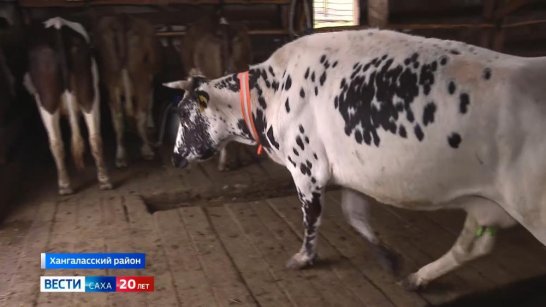 Свыше 20 тысяч голов крупного рогатого скота осмотрели ветеринарные службы Якутии в 2025 году