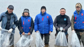 В Якутии 200 тысяч личинок чира выпущено в реку Анабар в 2025 году