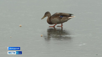 Саха сиригэр күһүн быйыл уһаата