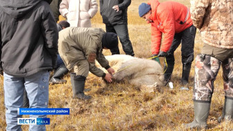Сохранение популяции арктических хищников. В Якутии проходит осенний мониторинг белых медведей