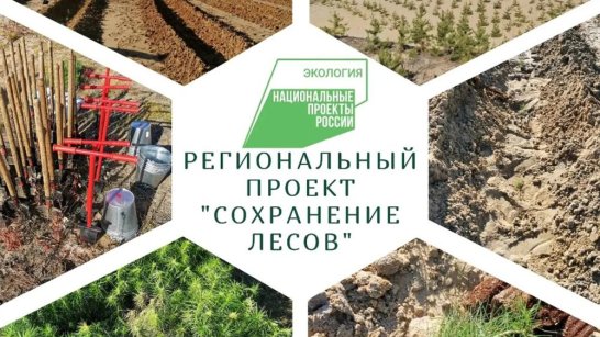 Более 780 тысяч гектаров леса восстановили в Якутии