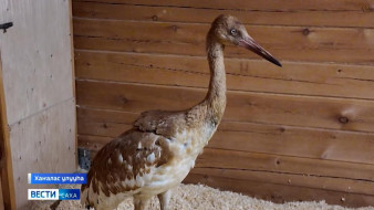 Тулаайах кыталык оҕотун Дьокуускайга исписэлиистэр көрүстүлэр