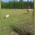 Житель Якутии стал свидетелем необычной погони