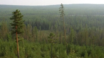 В Якутии за сутки ликвидировали 2 лесных пожара