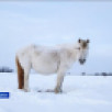 Традиции и хозяйство. Как развивается табунное коневодство в Якутии?