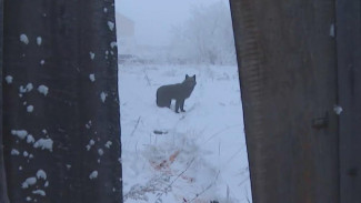 Более 3300 безнадзорных животных отловлено в Якутии с начала года