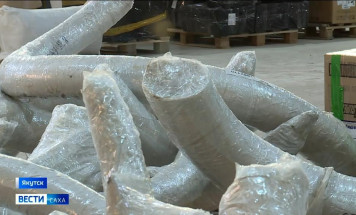 В 2025 году инспекторами Россельхознадзора проверено свыше 40 тонн бивней мамонта