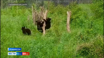 Спасённые медвежата из Якутии обживаются в центре "Тигр" во Владивостоке