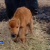 Природный парк "Живые алмазы Якутии" публикует видео о первых днях жизни телёнка бизона