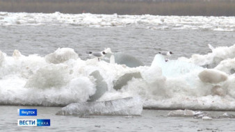 Спад уровня воды у села Саныяхтах Олекминского района продолжается
