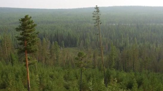 В Якутии за прошедшие сутки ликвидировано 16 лесных пожаров