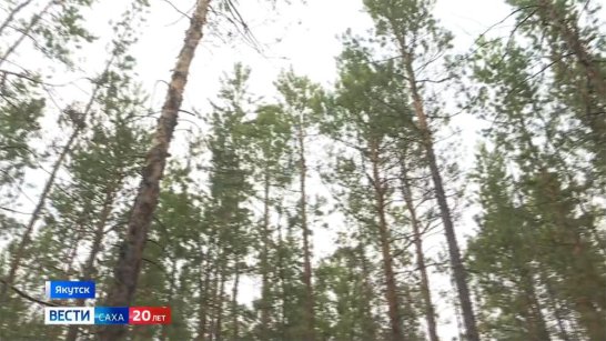 Вблизи села Владимировка был замечен бурый медведь