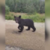 За пять лет число встреч с медведями в Якутии увеличилось в 2,5 раза