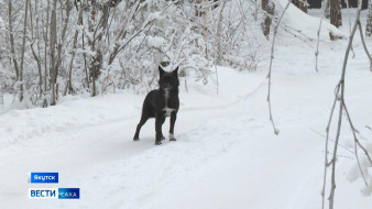 В Якутске специалисты продолжают отлов бродячих собак