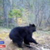 В Якутии после зимней спячки активизировались бурые медведи и гадюки