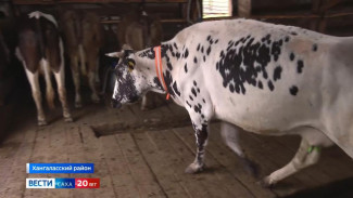 Свыше 20 тысяч голов крупного рогатого скота осмотрели ветеринарные службы Якутии в 2025 году