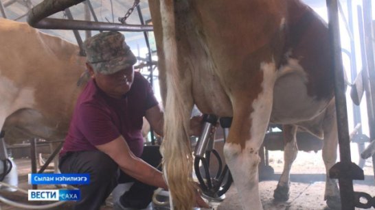 В Якутии пройдет конкурс среди операторов машинного доения коров