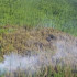 17 виновников природных пожаров установили в Якутии