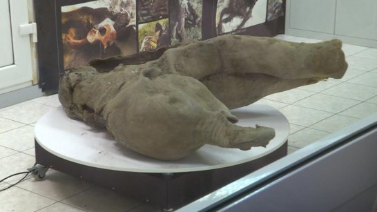 ВЭФ-2025: Криокамеру с тушами мамонтенка и пещерных львят установили в павильоне Якутии на "Улице Дальнего Востока"