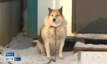 В Якутске с начала года отловлено более 200 безнадзорных собак