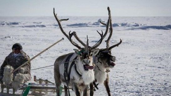 В Якутии пройдет первый Международный чемпионат по традиционному оленеводству 