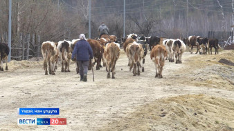 Нам улууһун ууга барар кутталлаах нэһилиэктэрэ олохтоохтору, ынаҕы, сылгыны куоттараллар