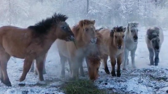 В Якутии зимовка скота и лошадей проходит в штатном режиме