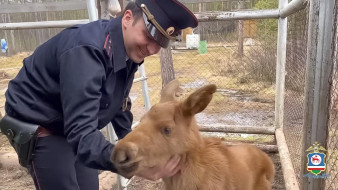 В Якутии участковый уполномоченный полиции спас осиротевшего лосёнка