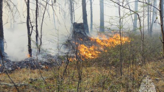 Оперативная информация о лесных пожарах на 17 мая