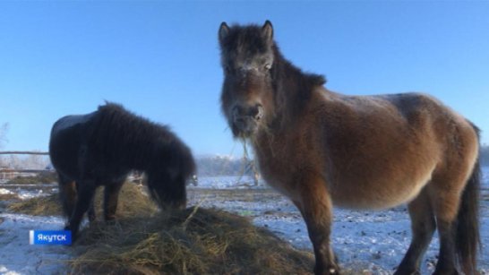 Зимовка скота и лошадей в Якутии проходит стабильно