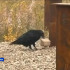 В Оленёкском районе заметили необычно трудолюбивую ворону