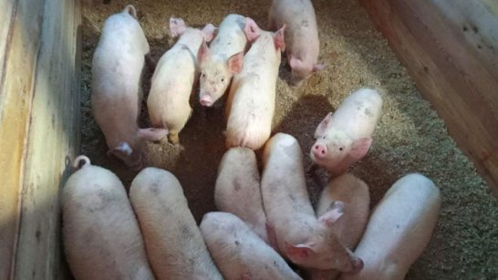 Продукция местных свиноводческих хозяйств пользуется спросом на рынке Якутии
