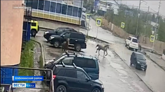 В Олёкминске лошадь на высокой скорости врезалась в припаркованный автомобиль