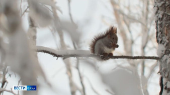 Прогноз погоды в Якутске на 10 февраля