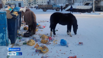 Бэйдиэ сылдьар сылгылар утары үлэ ыытыллар