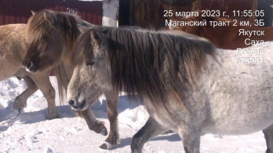 В Якутске с начала года отловлено 16 безнадзорных лошадей