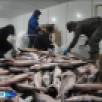 Быйыл уомул хайа да сыллаҕар өлгөмнүк таҕыста