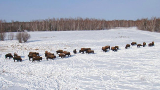 В питомнике лесных бизонов "Усть-Буотама" стартовал зимний туристический сезон