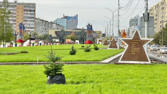 "Сад Победы". В Якутске на площади Победы высадили зелёные и голубые ели