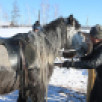 21 марта в Амгинском районе Якутии стартуют соревнования коневодов-табунщиков