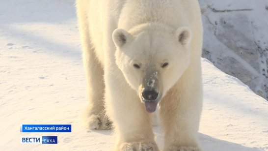 27 февраля отмечается День полярного медведя