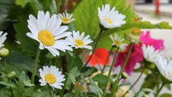 Прогноз погоды в Якутии на 16 августа