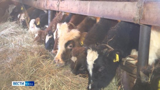 Зимне-стойловый период крупного рогатого скота и лошадей в республике проходит в штатном режиме