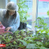 Дьокуускай 39№-дээх оскуолатын иһигэр баар теплица бастакы үүнүүнү биэрэр