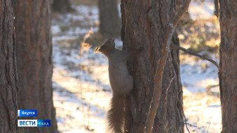 Синоптики прогнозируют похолодание в центральной части Якутии
