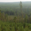 Инспекторами Минэкологии проведено более 1,8 тысяч рейдов в лесах Якутии