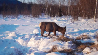 Новые снимки с фотоловушек публикует Национальный парк "Ленские столбы" 