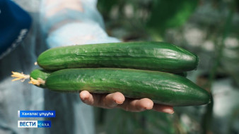 Хаҥалас Нөмүгүтүгэр сылы эргиччи үлэлиир тэпилииссэ өлгөм үүнүүнү биэрэр